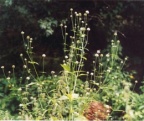 Dipsacus pilosus, Cardère poilue