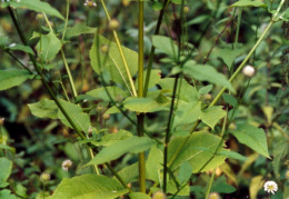 Dipsacus pilosus, Cardère poilue