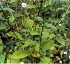 Dipsacus pilosus, Cardère poilue