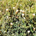 20040820_beurnevesin_-seme-_trifolium_alexandrinum_1.jpg