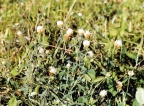 Trifolium alexandrinum, Trèfle d'Alexandrie