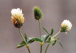 Trifolium alexandrinum, Trèfle d'Alexandrie