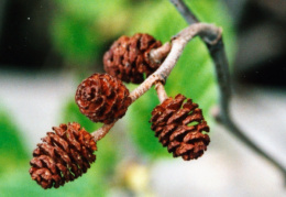 Alnus glutinosa