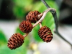 Alnus glutinosa