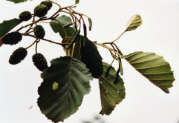 Alnus glutinosa