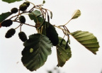 Alnus glutinosa