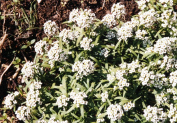 Lobularia maritima