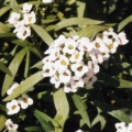 20040903_lugnez_cult_lobularia_maritima_02.jpg