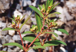 Euphorbia nutans