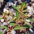 20040906_porrentruy_euphorbia_nutans_1.jpg