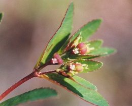Euphorbia nutans