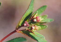 Euphorbia nutans