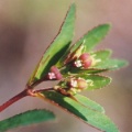 20040906_porrentruy_euphorbia_nutans_2.jpg