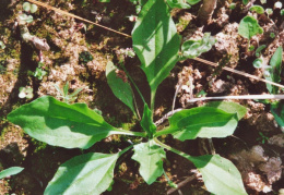 Plantago major subsp. intermedia, Plantain intermédiaire