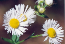 Erigeron annuus subsp. septentrionalis, Vergerette septentrionale