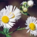 20040913_movelier_la-reselle_erigeron_annuus_septentrionalis_01.jpg