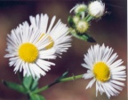 Erigeron annuus subsp. septentrionalis, Vergerette septentrionale