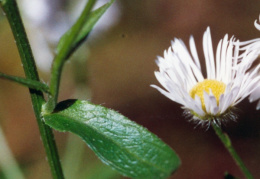 Erigeron annuus subsp. septentrionalis, Vergerette septentrionale