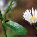 20040913_movelier_la-reselle_erigeron_annuus_septentrionalis_02.jpg