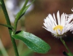 Erigeron annuus subsp. septentrionalis, Vergerette septentrionale
