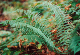 Polystichum setiferum