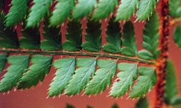 Polystichum setiferum