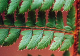 Polystichum setiferum