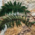 20041006_courgenay_roches-de-st-nicolas_polystichum_setiferum_03.jpg