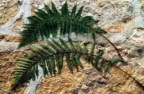 Polystichum setiferum