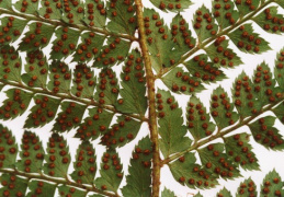 Polystichum setiferum