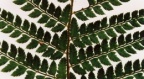Polystichum setiferum