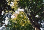 Fagus sylvatica, Hêtre
