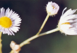 Erigeron annuus subsp. septentrionalis, Vergerette septentrionale