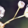 20041018_delemont_la-ballastiere_erigeron_annuus_septentrionalis.jpg