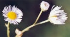 Erigeron annuus subsp. septentrionalis, Vergerette septentrionale