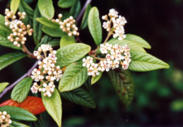 Cotoneaster salicifolius, Cotonéaster à feuilles de saule