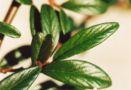 Cotoneaster salicifolius, Cotonéaster à feuilles de saule