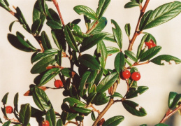 Cotoneaster salicifolius, Cotonéaster à feuilles de saule