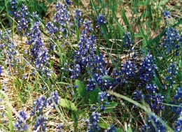Polygala calcarea, Polygale des sols calcaires