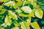 Fagus sylvatica, Hêtre