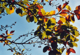 Fagus sylvatica, Hêtre