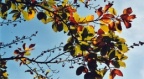 Fagus sylvatica, Hêtre