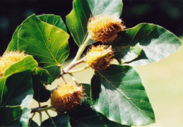 Fagus sylvatica, Hêtre