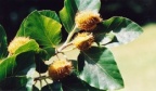 Fagus sylvatica, Hêtre
