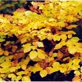 20050500_les-bois_cul-des-pres_fagus_sylvatica_04.jpg
