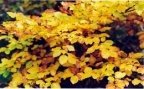 Fagus sylvatica, Hêtre