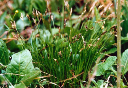 Carex umbrosa