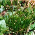 20050505_court_chaluet_carex_umbrosa_01.jpg