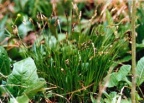Carex umbrosa