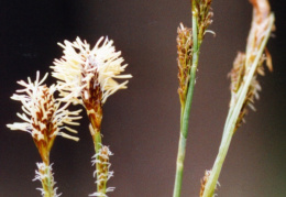 Carex umbrosa